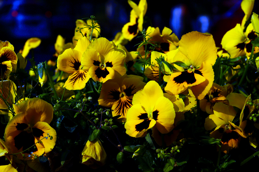 DSC03486СƬ.jpg