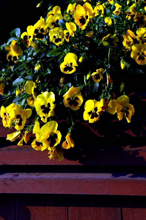 DSC03487СƬ.jpg