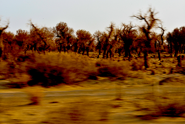 DSC_0193.JPG