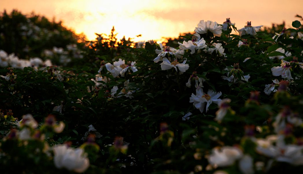 DSC_6123_.jpg