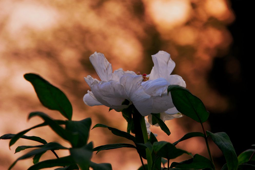 DSC_6139_.jpg
