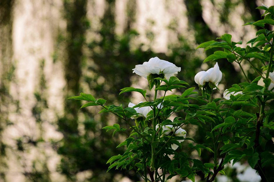 DSC_6153_.jpg