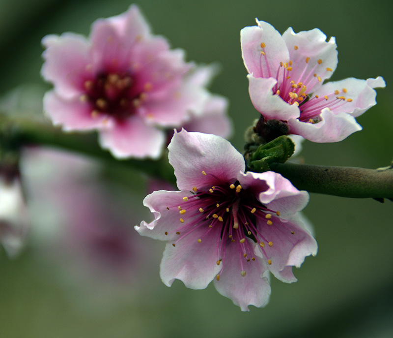 һ 074ab.jpg
