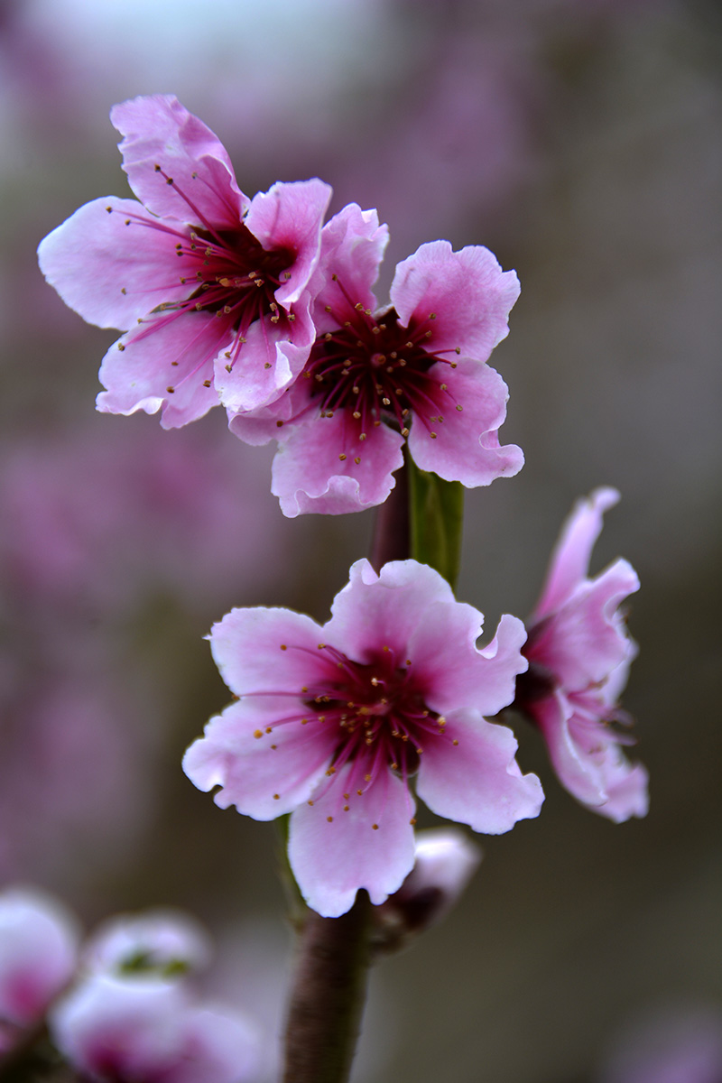 һ 075ab.jpg