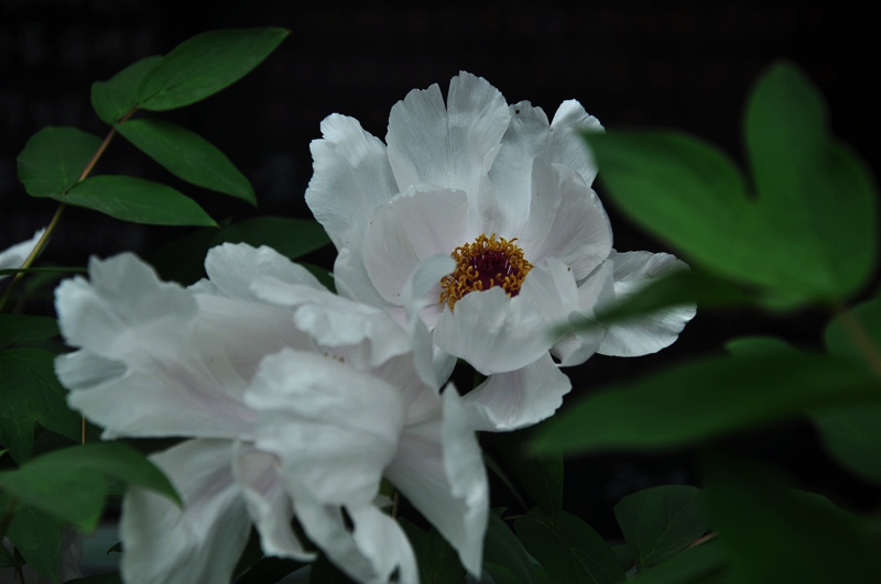 DSC_0017.JPG