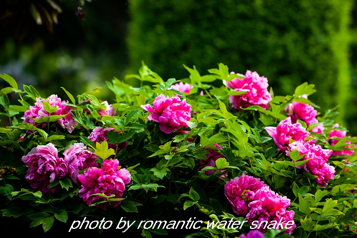 DSC_9585.jpg