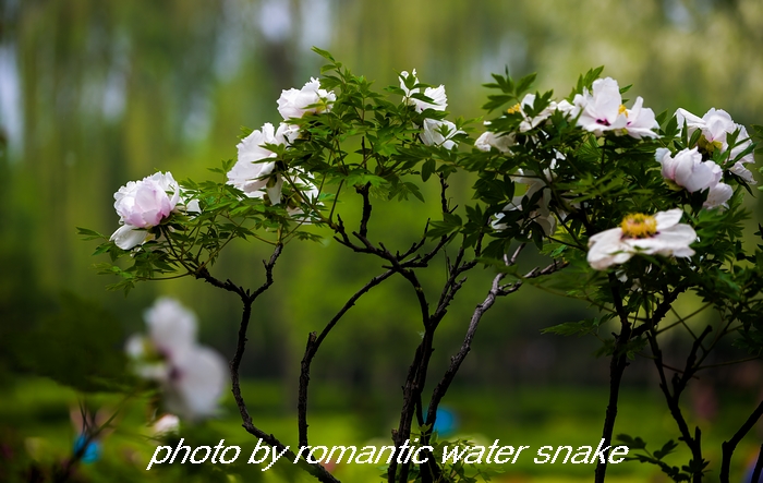 DSC_9587.jpg