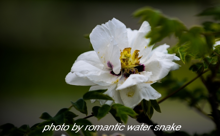 DSC_9586.jpg