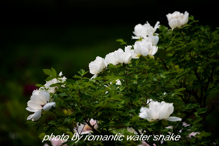 DSC_9588.jpg