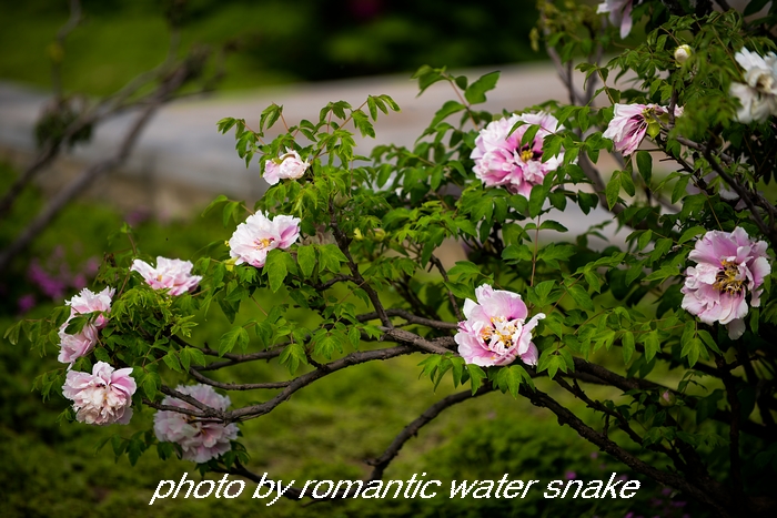 DSC_9589.jpg