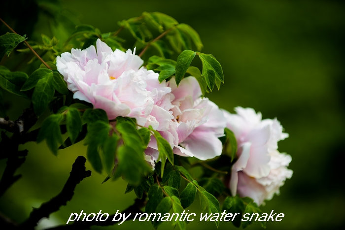 DSC_9591.jpg