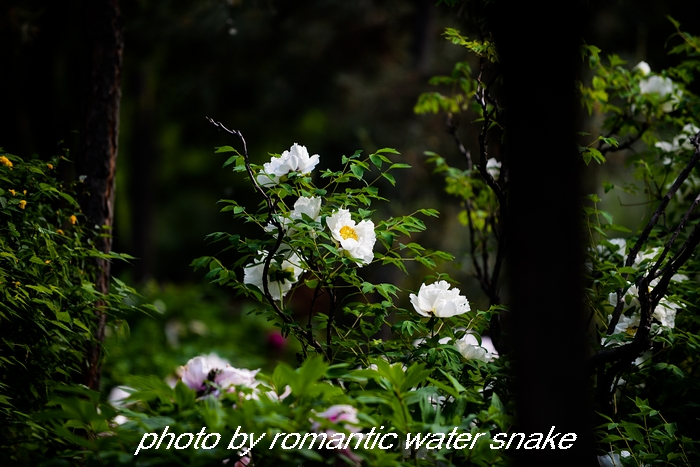 DSC_9593.jpg