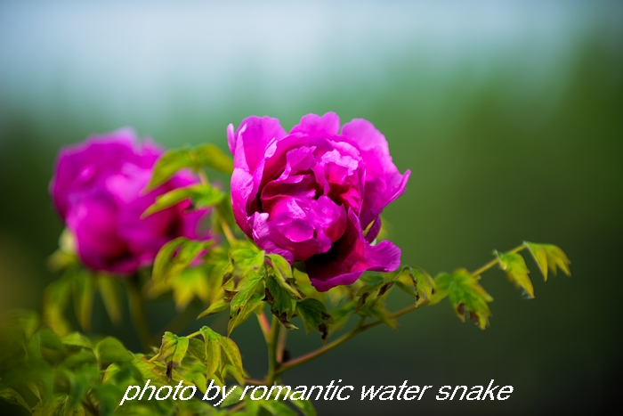 DSC_9592.jpg