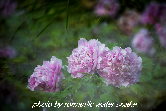 DSC_9595.jpg