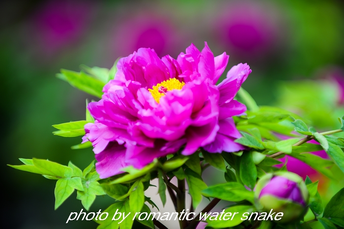 DSC_9596.jpg