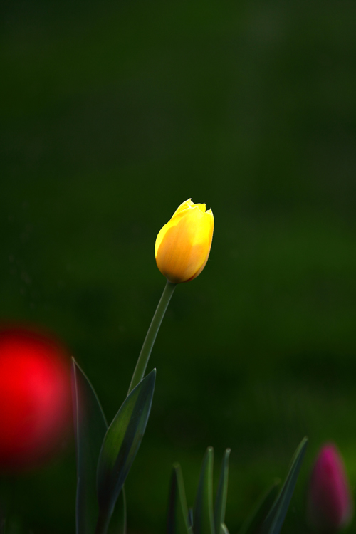 IMG_9255.JPG