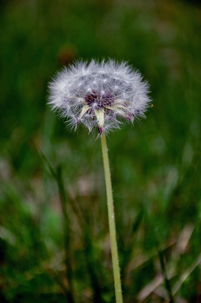 DSC_0028.JPG