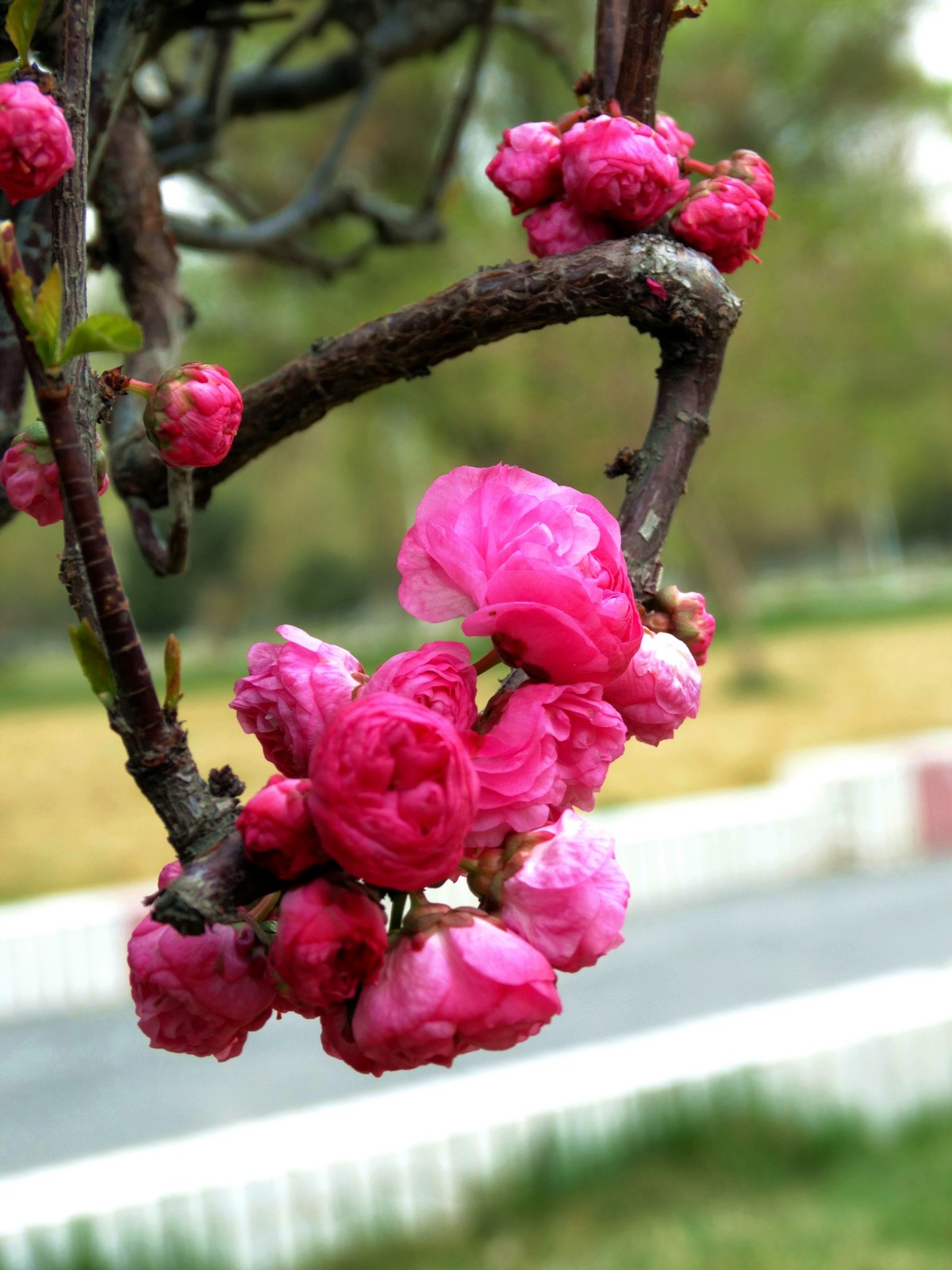DSC09480.jpg