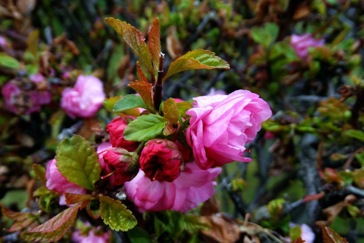 DSC09473.jpg