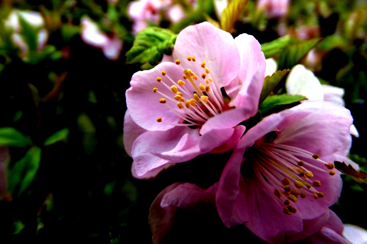 DSC09472.jpg