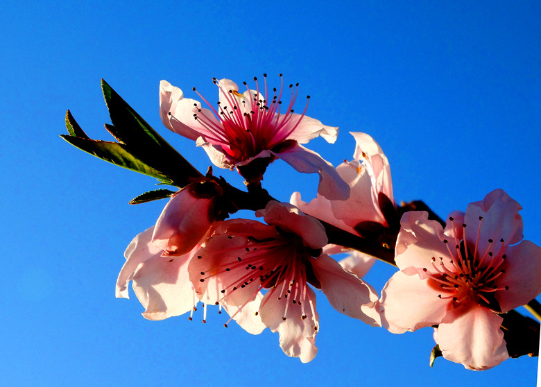 DSC00225_.jpg