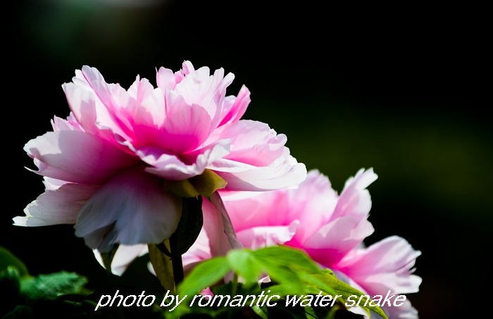 DSC_9598.jpg