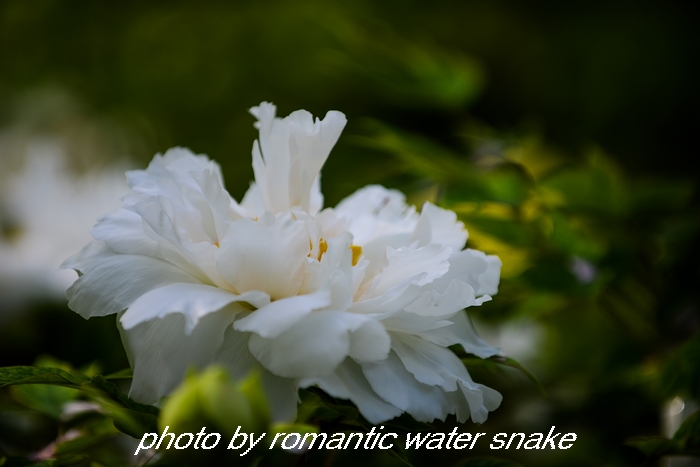 DSC_9602.jpg