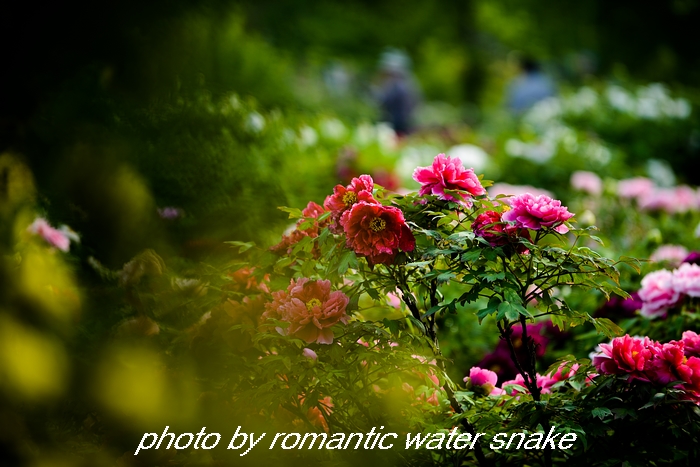 DSC_9637.jpg
