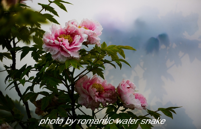 DSC_9657.jpg