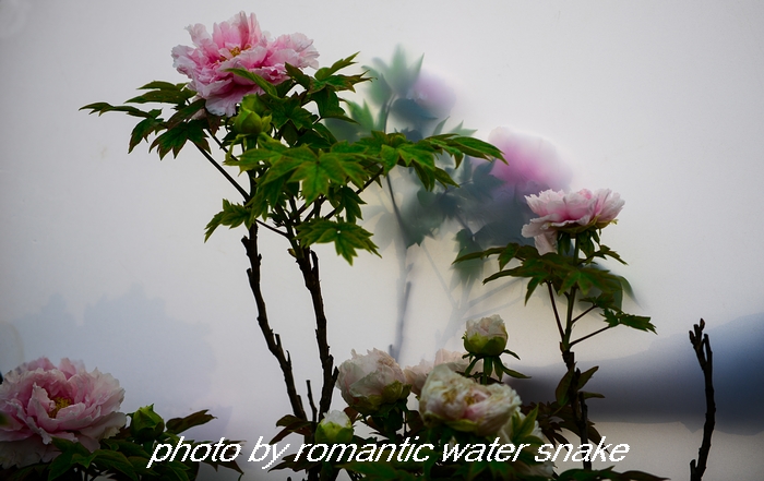 DSC_9666.jpg