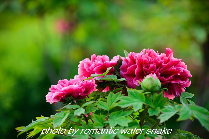 DSC_9677.jpg