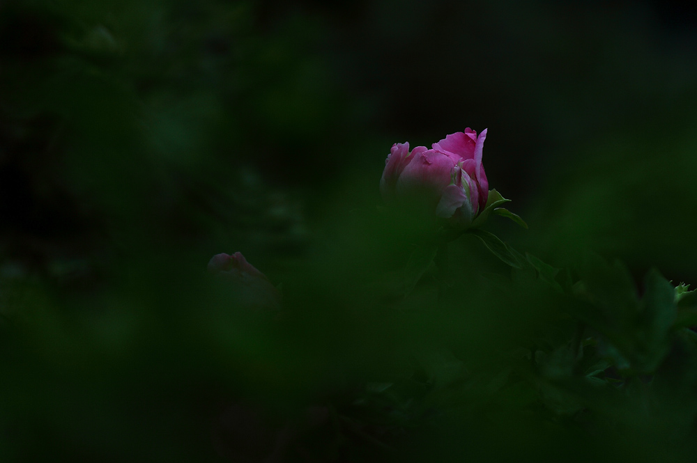 IMG_8591.JPG