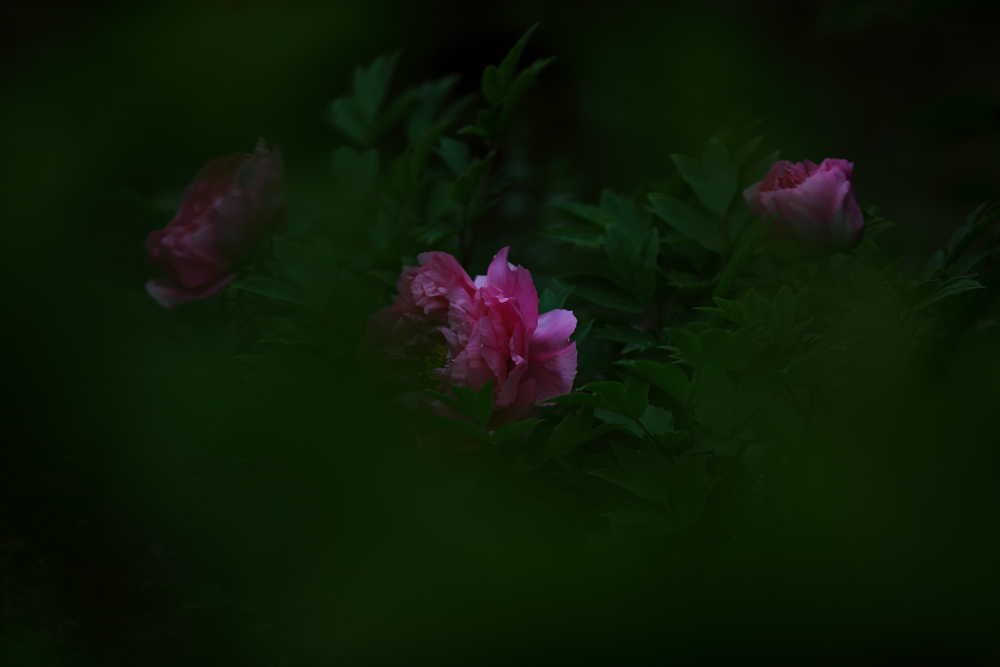 IMG_8598.JPG