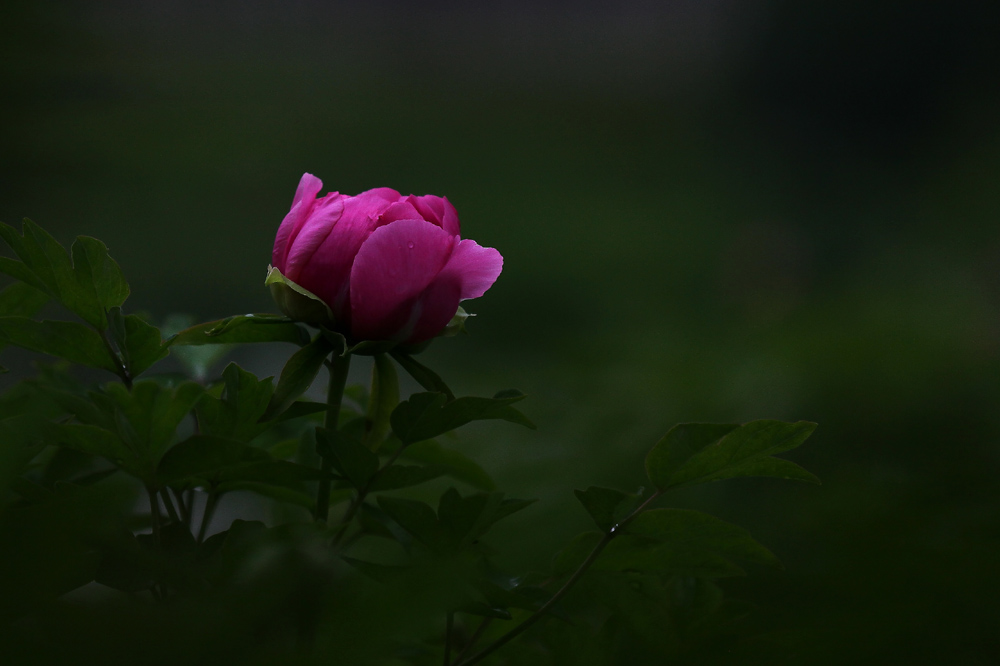 IMG_8617.JPG