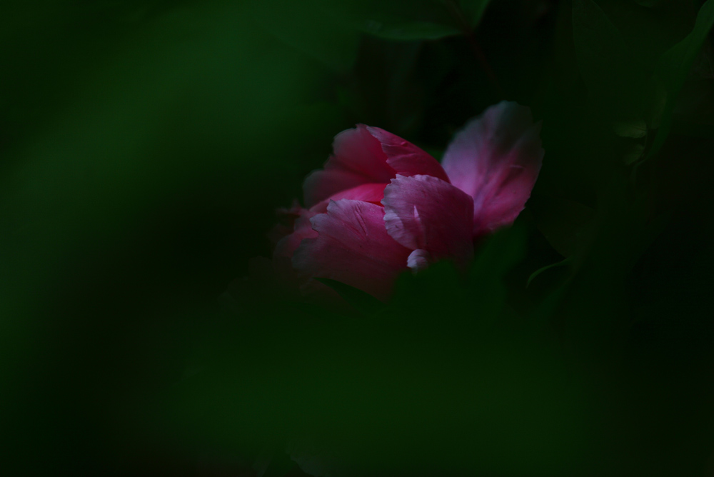 IMG_85811.JPG