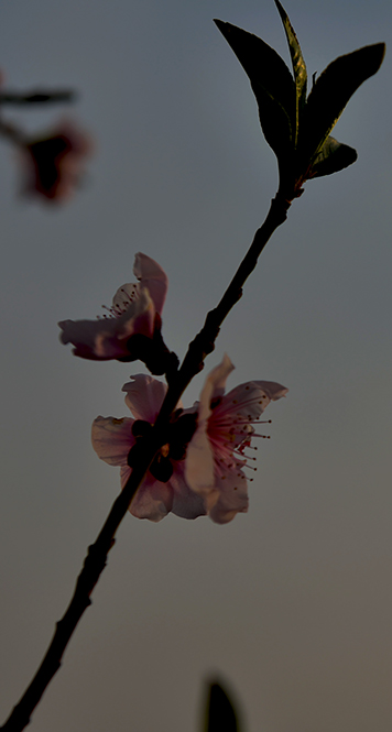 DSC_0062.JPG