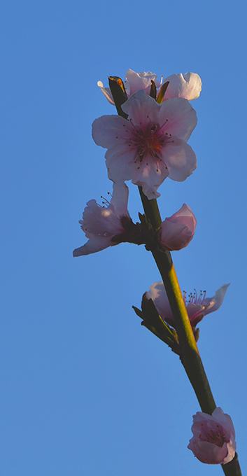 DSC_0091.JPG