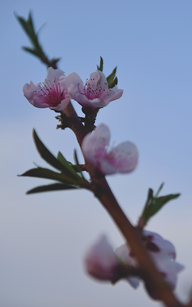 DSC_0175.JPG