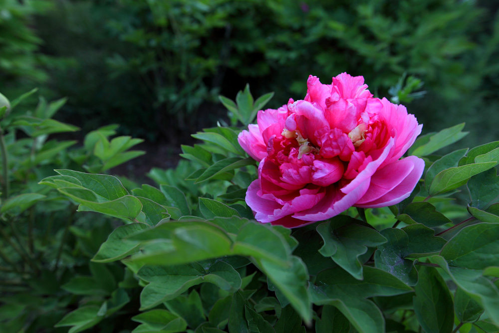 IMG_9353.JPG