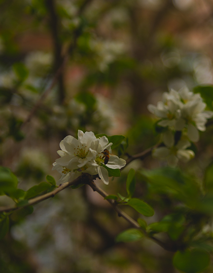 DSC_0175.JPG
