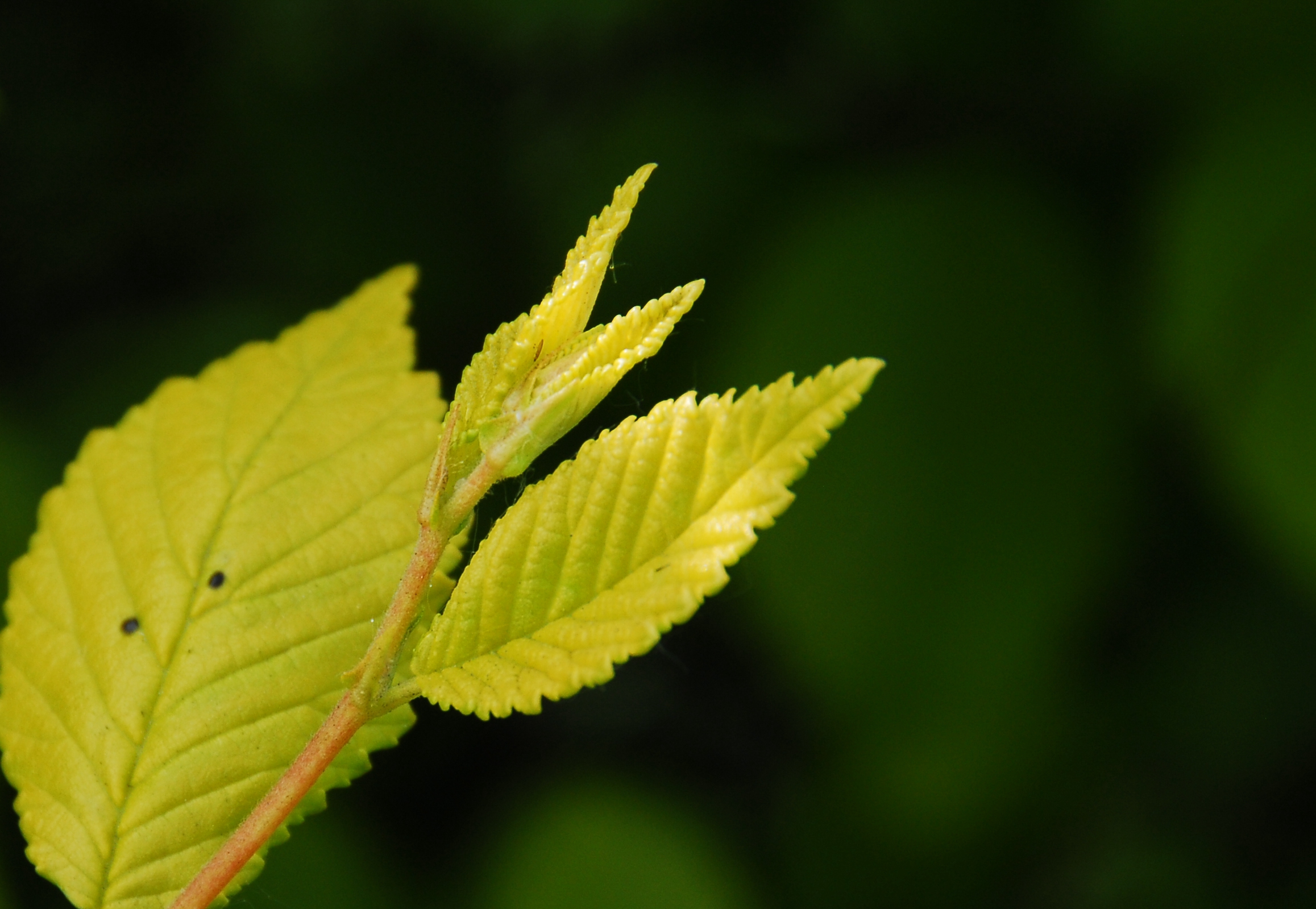 DSC_0256_.jpg