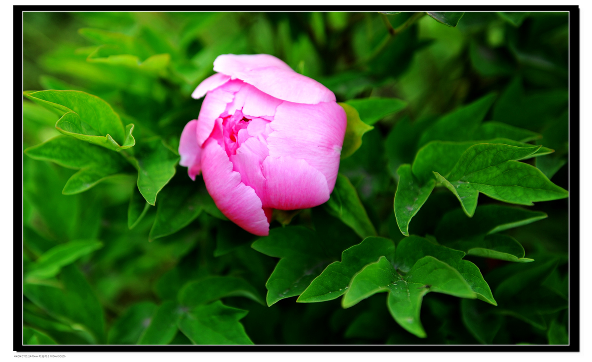 DSC_8721.JPG