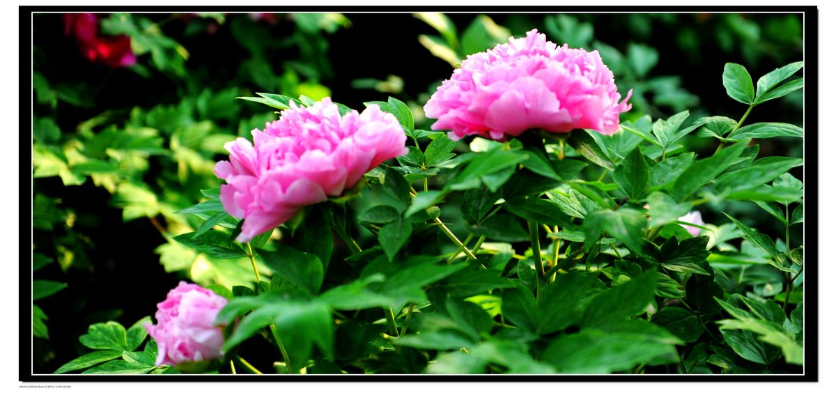 DSC_8733.JPG