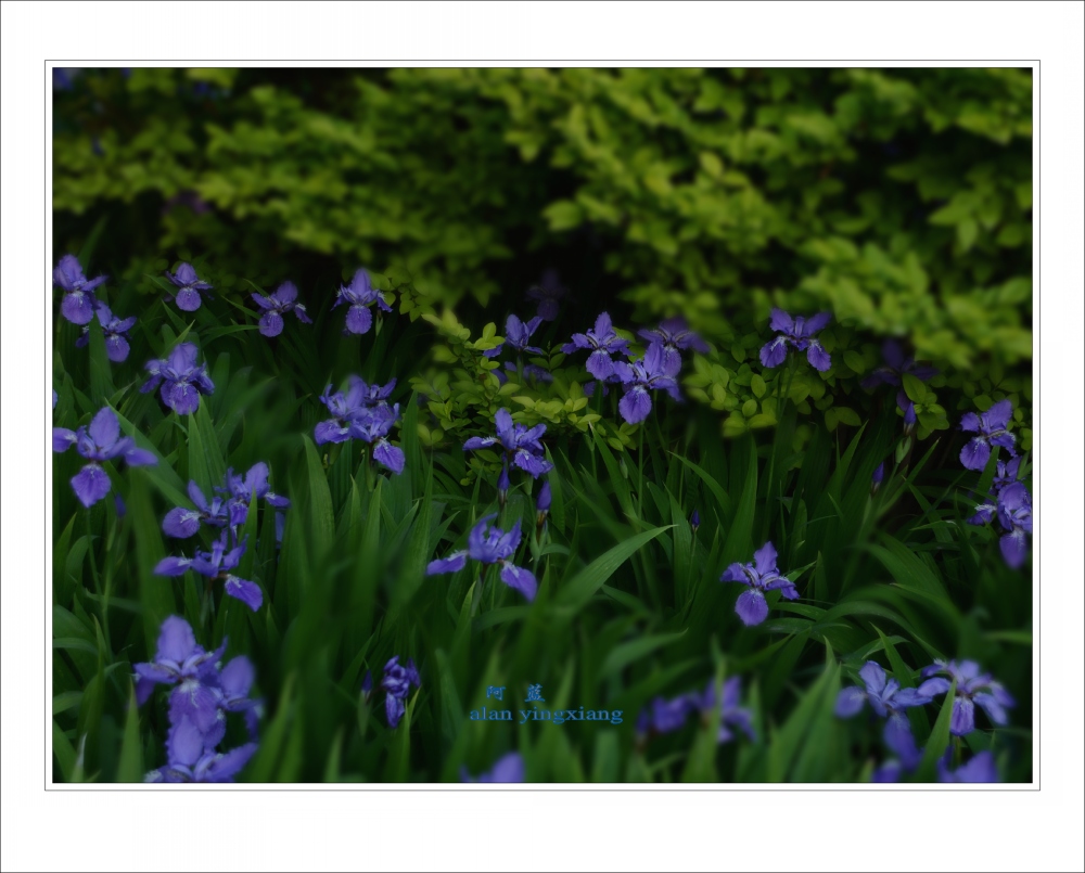 Ƭ 077_conew1.jpg
