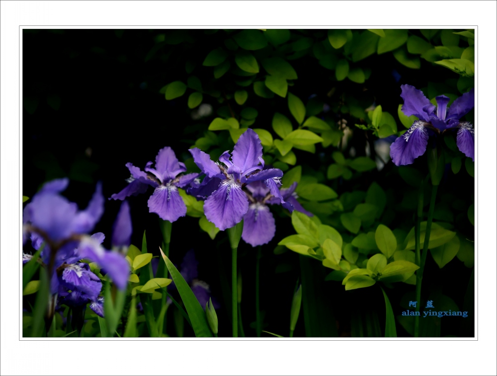 Ƭ 043_conew1.jpg
