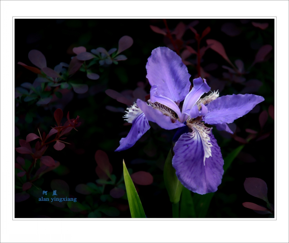 Ƭ 059_conew2.jpg