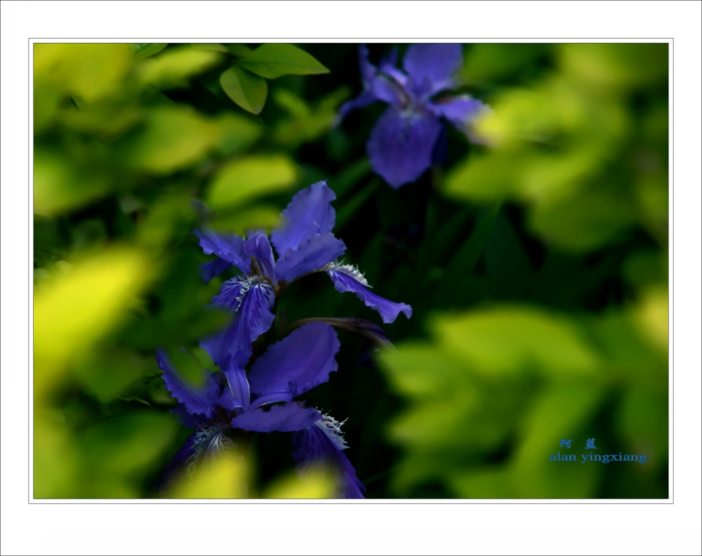 Ƭ 032_conew1.jpg