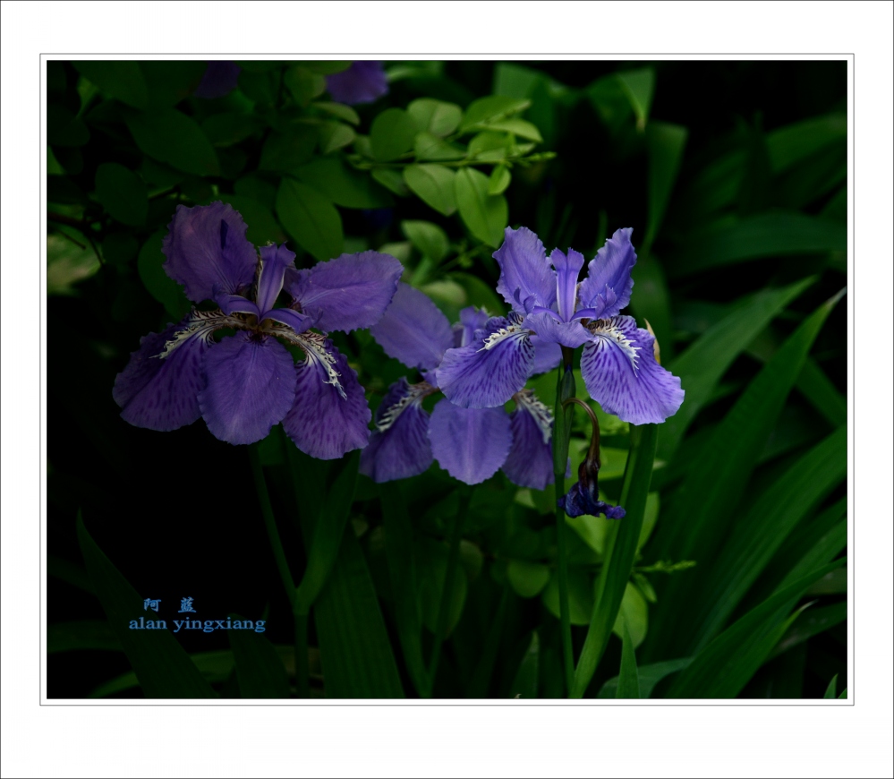 Ƭ 019_conew2.jpg