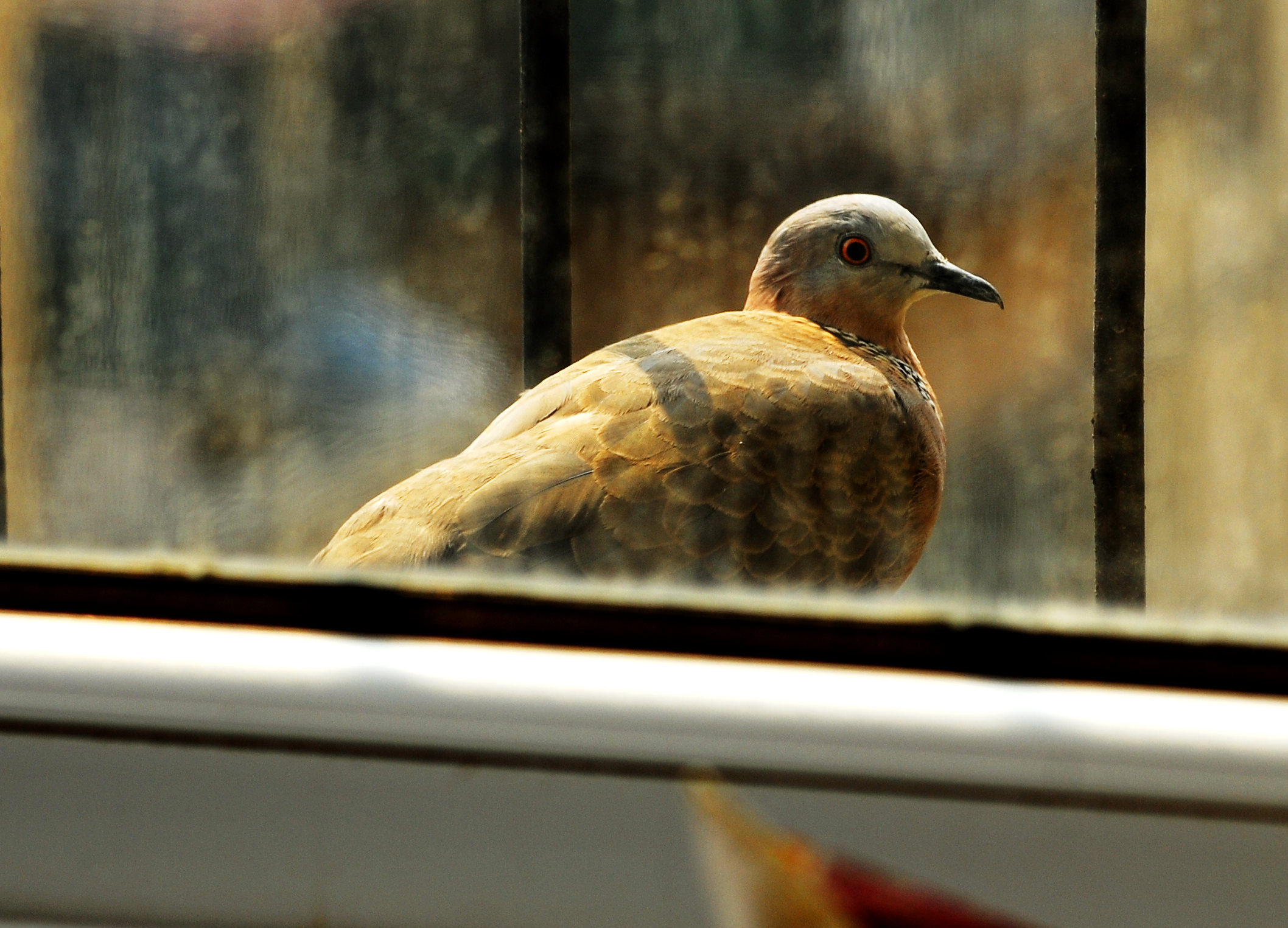 DSC_0185_.jpg