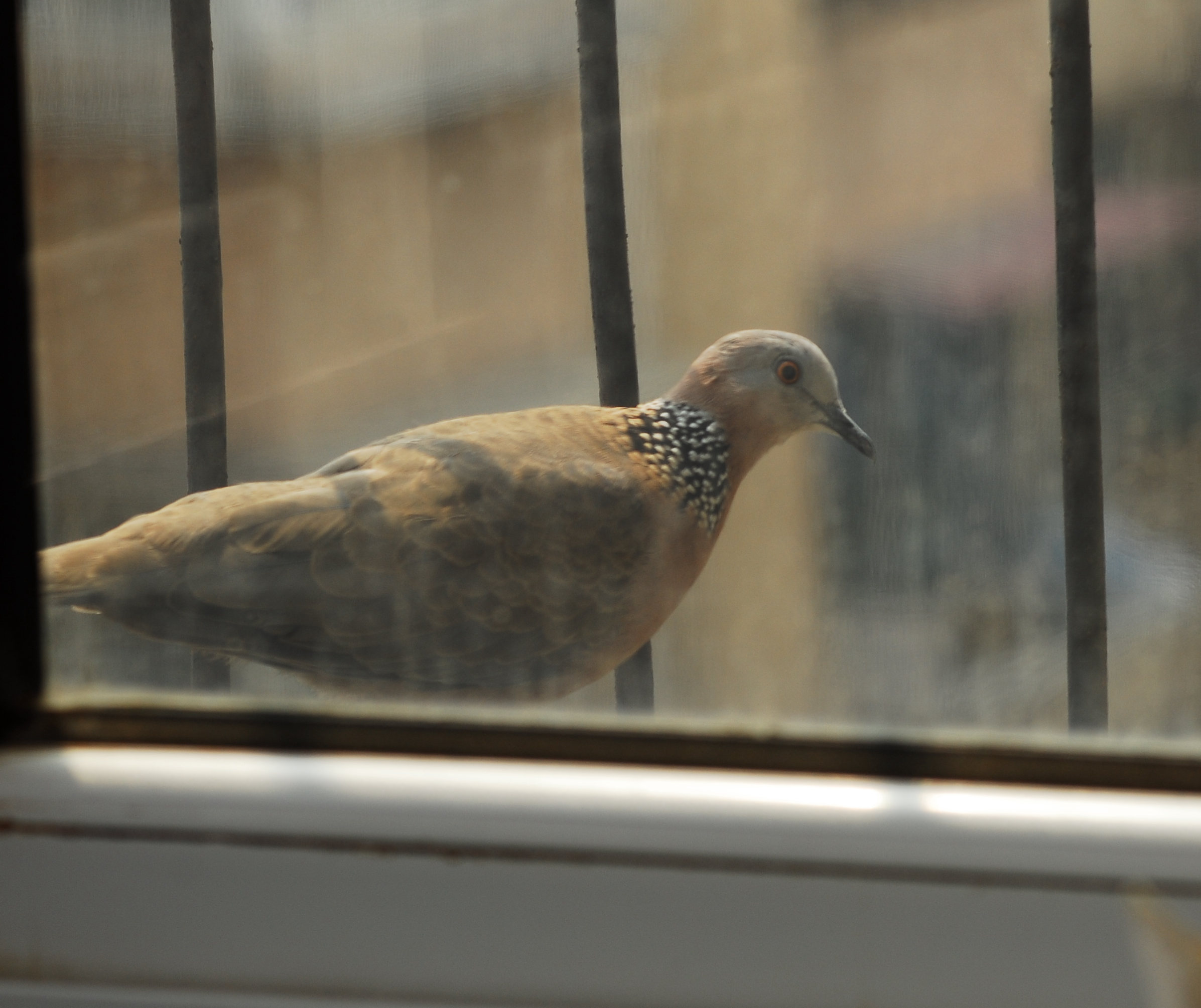 DSC_0184_.jpg